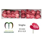 Anthurium Flamingolill Singita