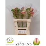 Anthurium Flamingolill Zafira