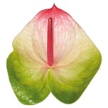 Anthurium Flamingolill Zafira