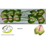 Anthurium Flamingolill Zafira