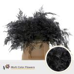 Asparagus paint Black 45cm (pk)