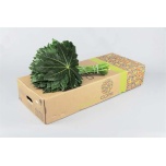Aralia 60-65cm (pk)