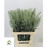 Artemisia 70cm Puju Silver Queen