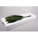 Aspidistra 100cm