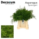 Asparagus Sprengeri 45cm (pk)