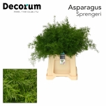 Asparagus Sprengerei 45cm pk