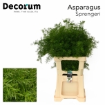Asparagus Sprengerei 65cm (pk)