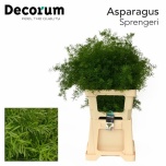 Asparagus Sprengeri 65cm (pk)