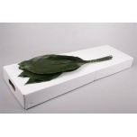 Aspidistra 70cm (pk)