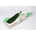 Aspidistra 70cm (pk)
