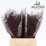 Asparagus Setaceus paint Brown 45cm (pk)
