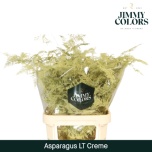 Asparagus setaceus paint Cream 80cm (pk)