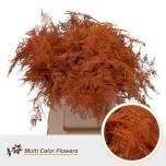 Asparagus paint Orange 45cm (pk)
