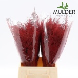 Asparagus Setaceus paint Red 45cm pk