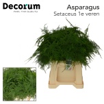 Asparagus Setaceus 45cm (pk)