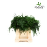 Asparagus Setaceus 45cm (pk)