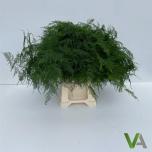 Asparagus Setaceus 45cm (pk)