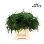 Asparagus Setaceus 45cm (pk)