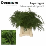 Asparagus Setaceus 50cm (pk)