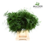 Asparagus Setaceus 50cm (pk)