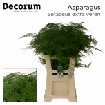 Asparagus Setaceus 60-65cm pk