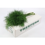 Asparagus Treefern pk