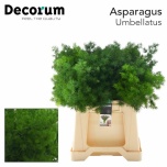 Asparagus Umbellatus 40cm (pk)
