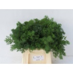 Asparagus Umbellatus 40cm (pk)