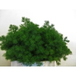 Asparagus Umbellatus 40cm (pk)
