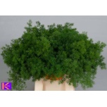 Asparagus Umbellatus 40cm (pk)