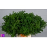 Asparagus Umbellatus 50-55cm (pk)