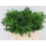 Asparagus Umbellatus 50-55cm (pk)