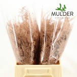 Asparagus Setaceus paint Copper 40cm (pk)