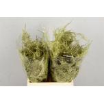 Asparagus paint Gold 40cm (pk)