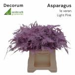 Asparagus Setaceus paint Light Pink 45cm (pk)