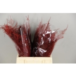 Asparagus paint Red 40-45cm (pk)