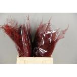 Asparagus paint Red 40-45cm (pk)
