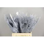 Asparagus Setaceus paint White 45cm (pk)