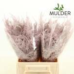 Asparagus setaceus paint Champagne 45cm pk