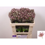 Astrantia Star of Africa 50cm
