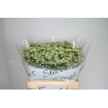 Astrantia Billion Stars 60cm
