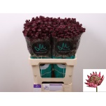 Astrantia Star of Love 60cm