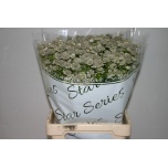 Astrantia Billion Stars 70cm