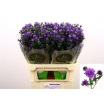 Aster Dark Milka 80cm