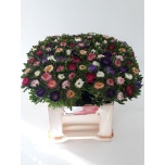 Callistephus Aedaster mix 40cm