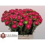 Callistephus Aedaster Scharlak red 40cm