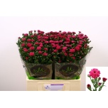 Aster Flash 60-65cm