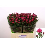 Aster Flash 60-65cm