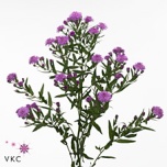 Aster Flash 70-75cm