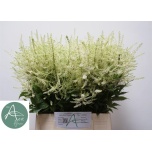 Astilbe Washington 50cm